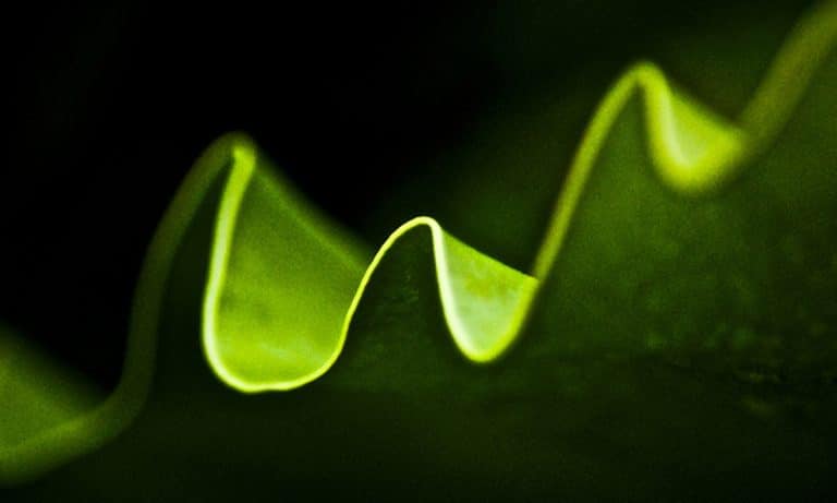 6 Important Cannabis Trends That Will Change The Game In 2018