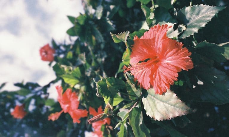Police Stole Hibiscus Plant Because They Thought It Was Marijuana