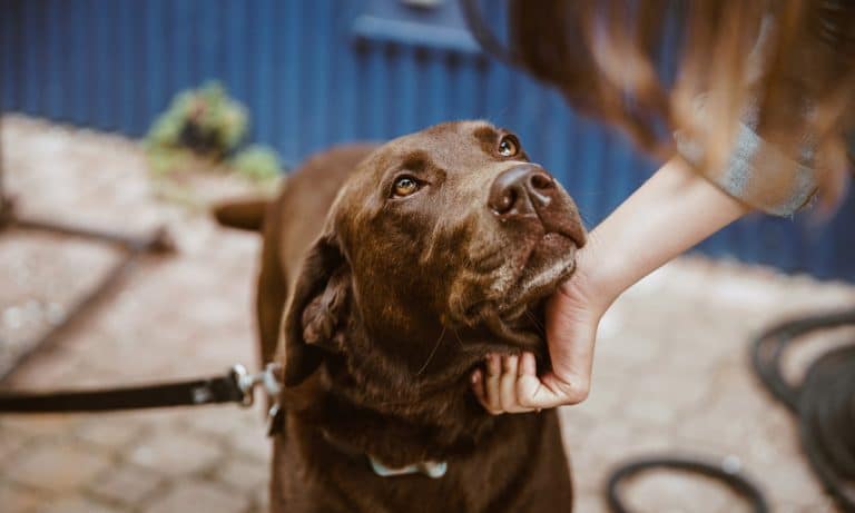 Why Losing A Dog Can Be Harder Than Losing A Loved One