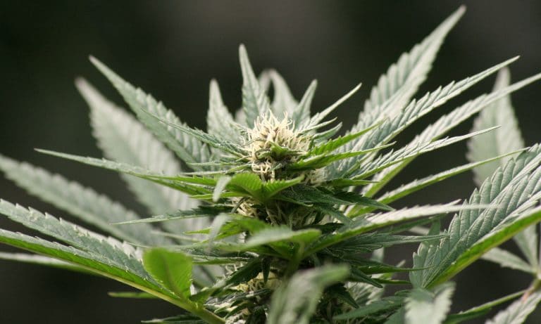 FDA Goes After Companies For Making False Marijuana Claims