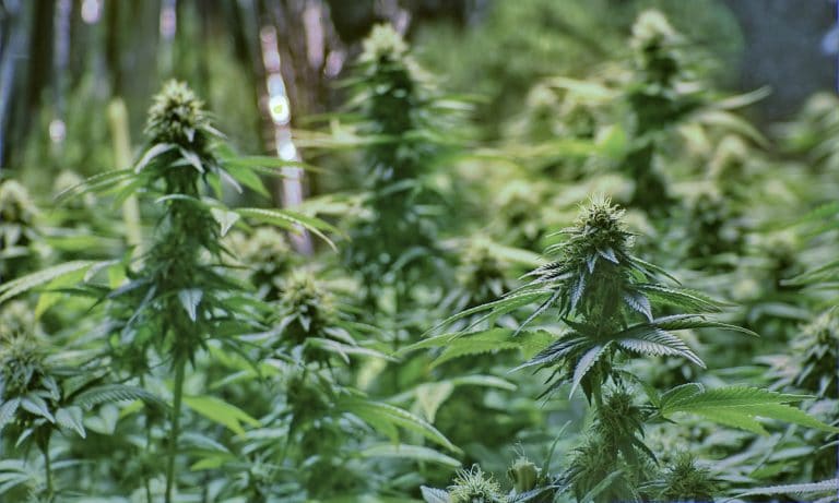 Residents In This California Town Think Cannabis Stinks