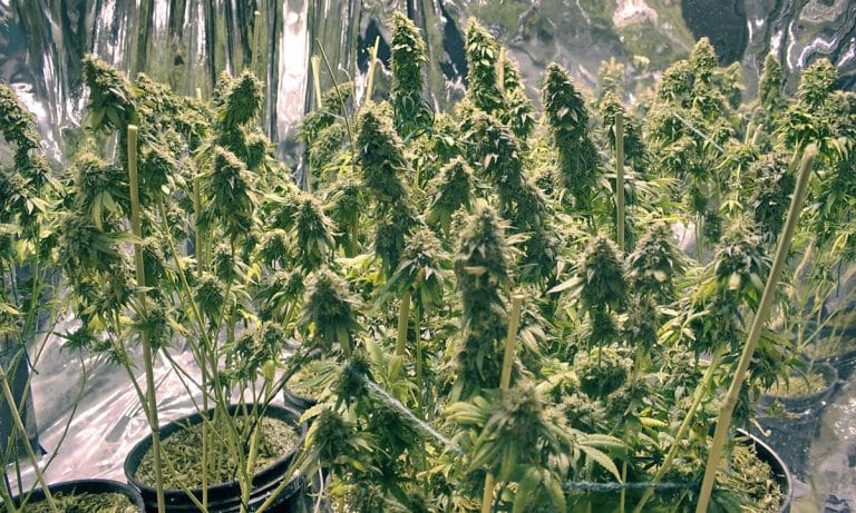 How Science And Technology Will Make Growing Cannabis Better