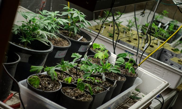 This Machine Will Grow Marijuana And Text You When It’s Ready