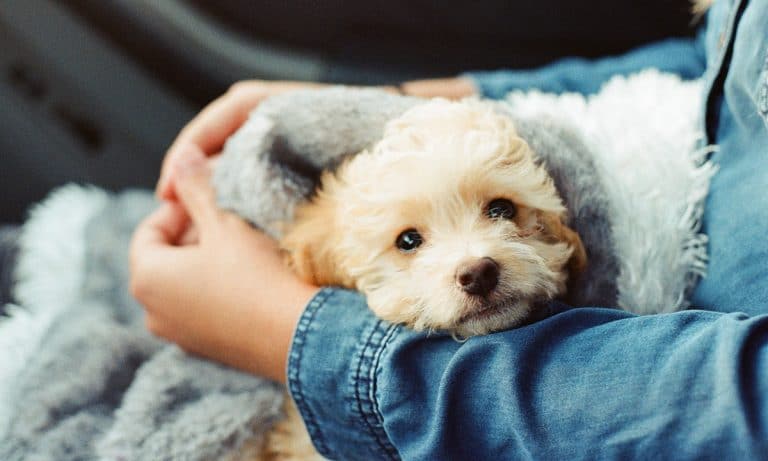 Vets Cannot Recommend Medical Cannabis For Pets, But Love It Anyway