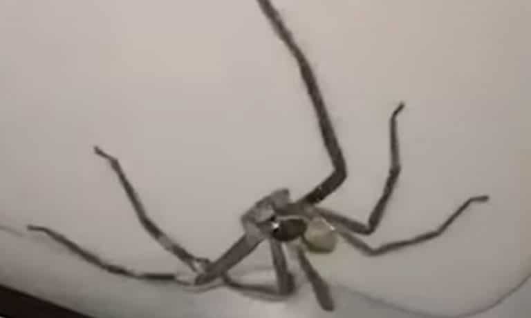 WATCH: Woman Trapped In Car With Giant Spider