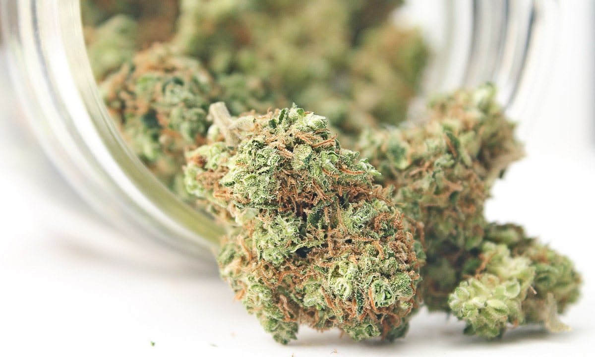 Shweed How Branding Is Making And Breaking Cannabis Companies