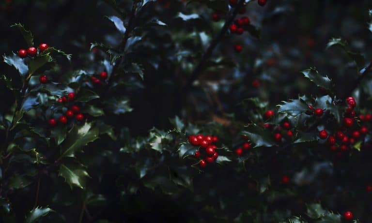 Deck The Halls With Boughs Of Holly … And Buds Of Marijuana