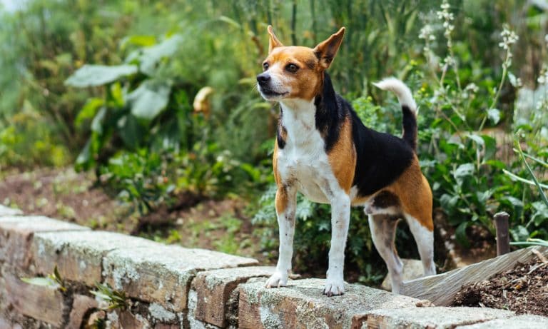 ‘Love Fumes’ From Viagra Plant Giving Locals ‘Enormous Sexual Powers’