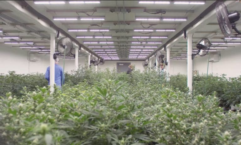 See The Oregon Video Campaign That Urges Cannabusinesses To ‘Go Legal’