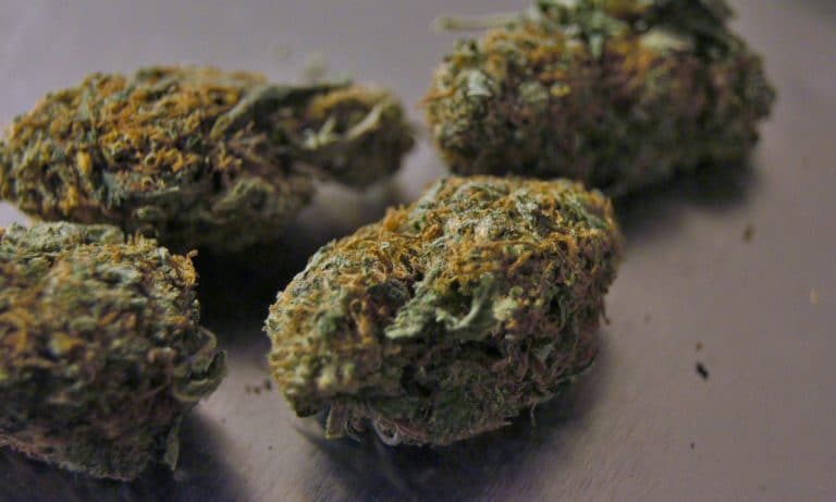 Here’s How Desperate Pennsylvania Patients Are For Medical Marijuana