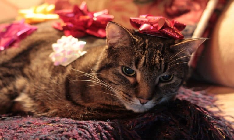 Say ‘Hello’ To 8 Cats Who Are Completely Over Christmas