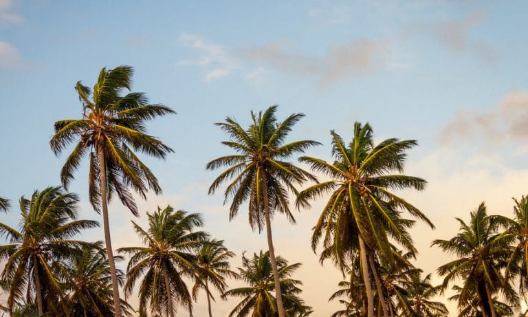 This Guy Is Crowdfunding A Trip To The Caribbean So He Can Lose His Virginity