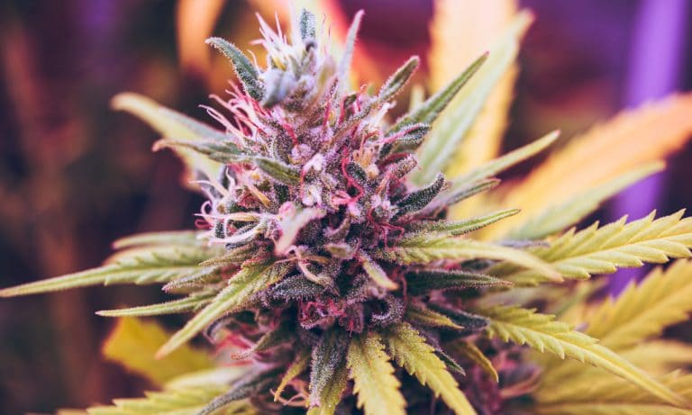 ‘US News And World Report’ Comes Out Swinging In Favor Of Cannabis
