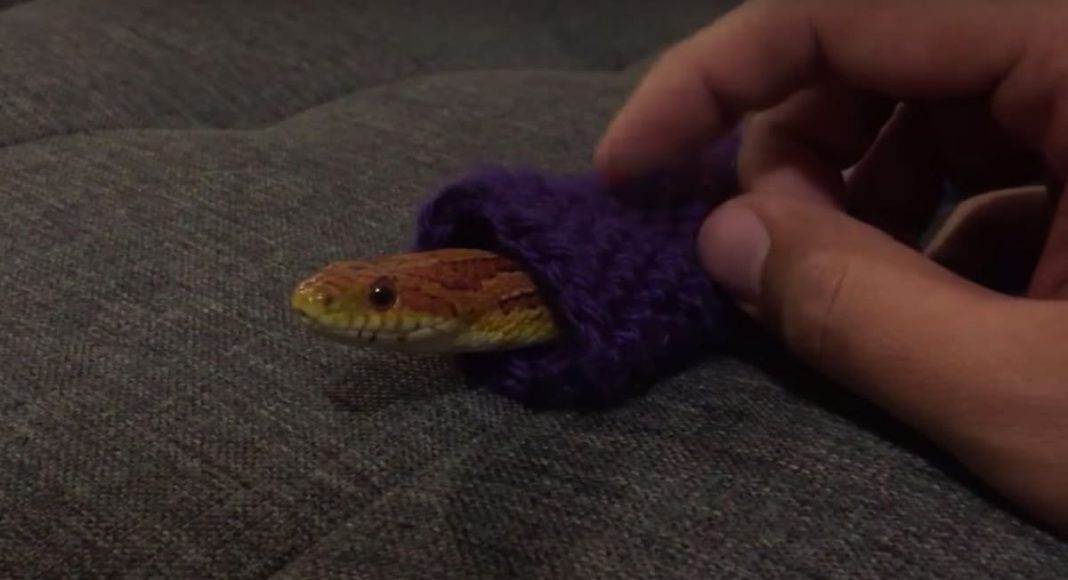 Snake Wearing A Sweater