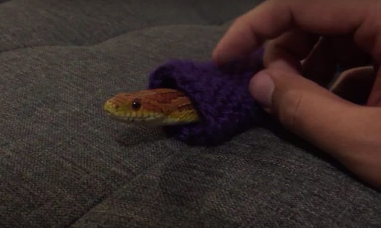 This Snake Wearing A Sweater Will Warm Your Cold Heart