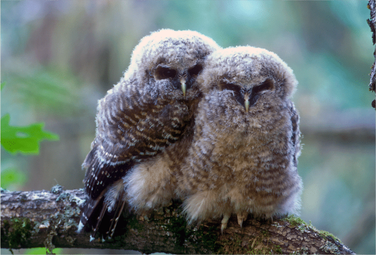 Here’s The Sad Reason Marijuana Farms Are Killing Spotted Owls