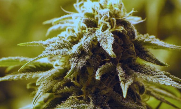 Debunking 6 Popular Myths About Today’s Marijuana