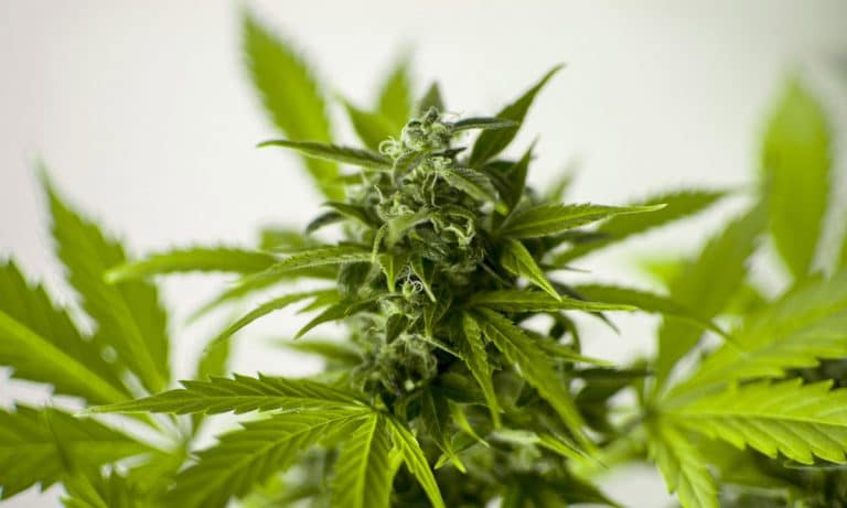 American Public To Jeff Sessions: Keep Your Hands Off Legal Marijuana