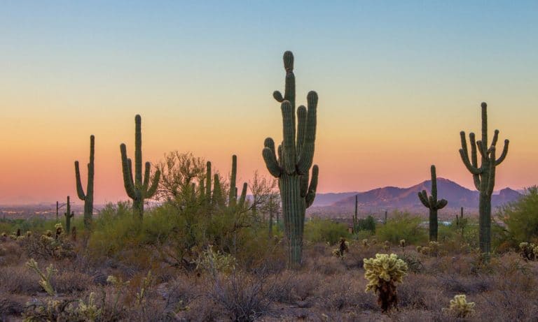 Arizona Medical Marijuana Sales Are Going To Shock You