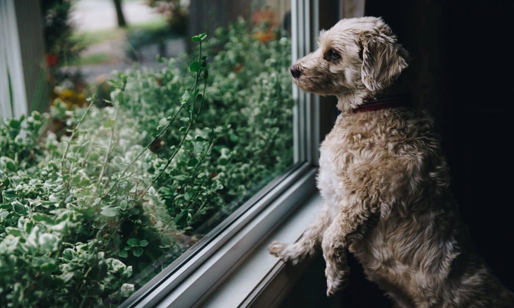 Medical Marijuana And CBD Can Help Old Dogs Learn New Tricks