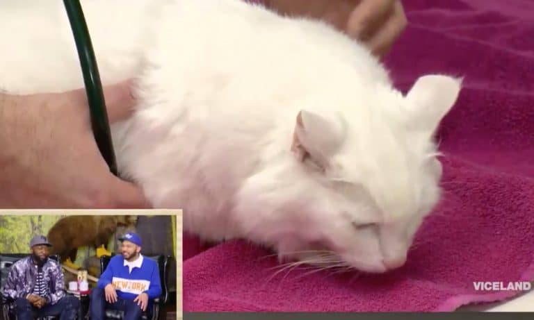 ‘Desus & Mero’ Discuss What To Do When A Pet Overdoses On Marijuana