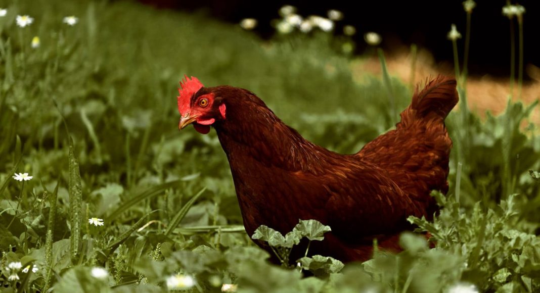 Family's Pet Chicken Dies And Gets Its Own Obituary