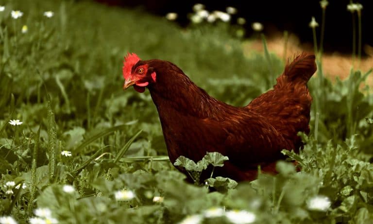Read It: Family’s Pet Chicken Dies And Gets Its Own Obituary