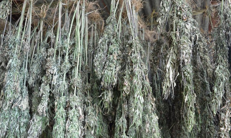 Health Benefits of Smoking Properly Dried And Cured Cannabis