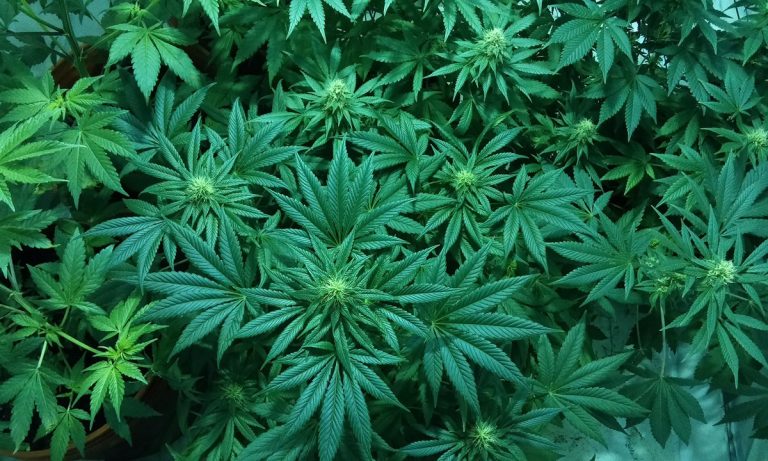 Weed Is Legal In Cali! Here’s A List of Fun Things to Do When You’re High