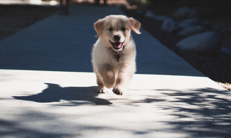 Puppy Pilates Is A New Workout Trend The World Desperately Needs