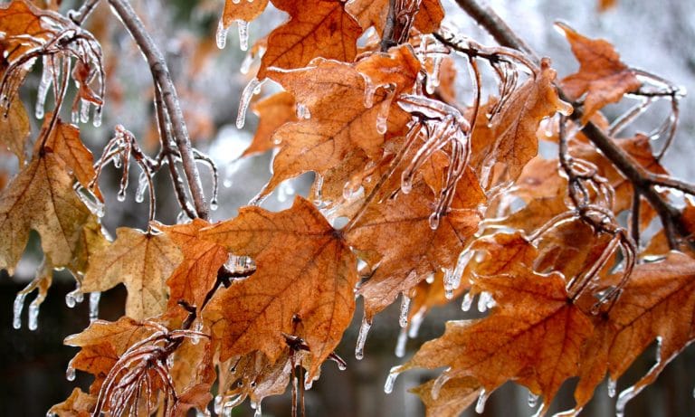 10 Types Of Marijuana That Will Help You Cope With The Winter