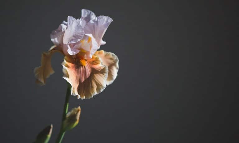 The Scary Thing That Can Happen To Your Vagina If You Don’t Have Enough Sex