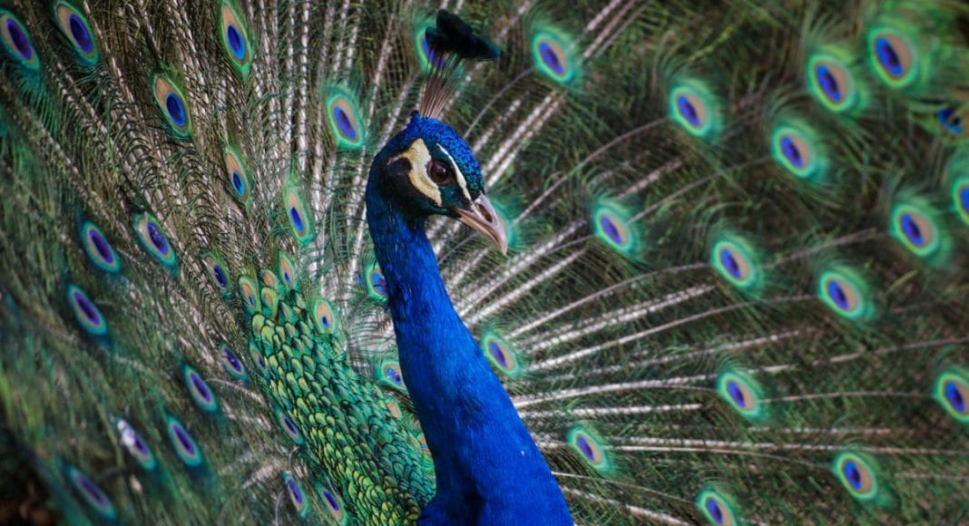 This Woman Tried To Board A Flight With An Emotional Support Peacock