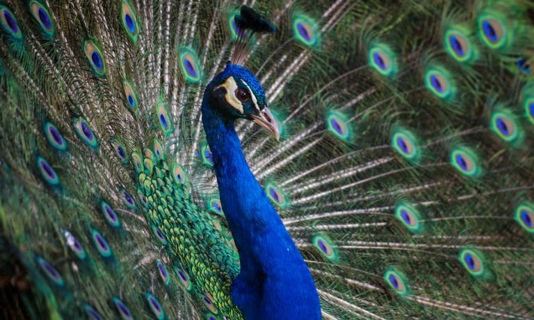 This Woman Tried To Board A Flight With An Emotional Support Peacock