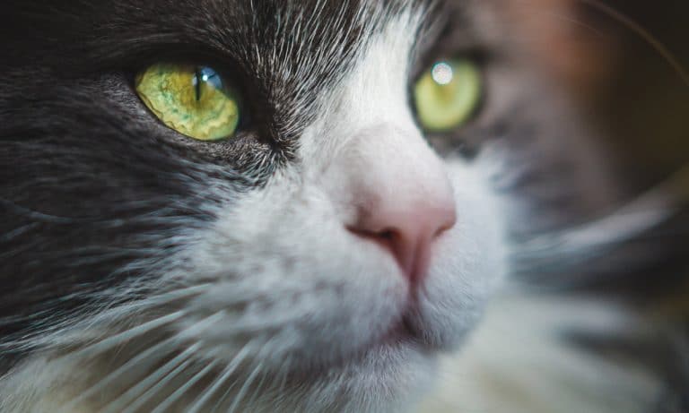 Only 5 Percent Of People Can Spot The Hidden Cat In This Video