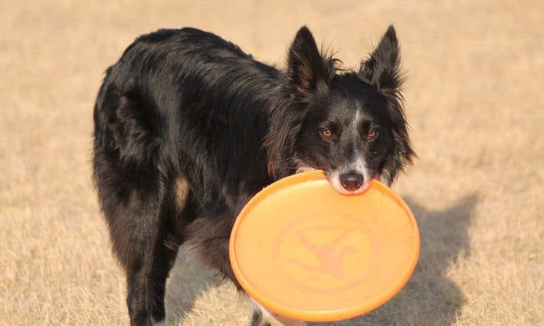 Why Marijuana And Frisbees Are Perfect Together