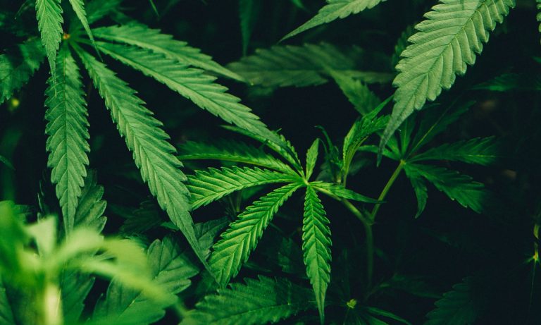 7 Unexpected Cannabis Trends To Watch For In 2018