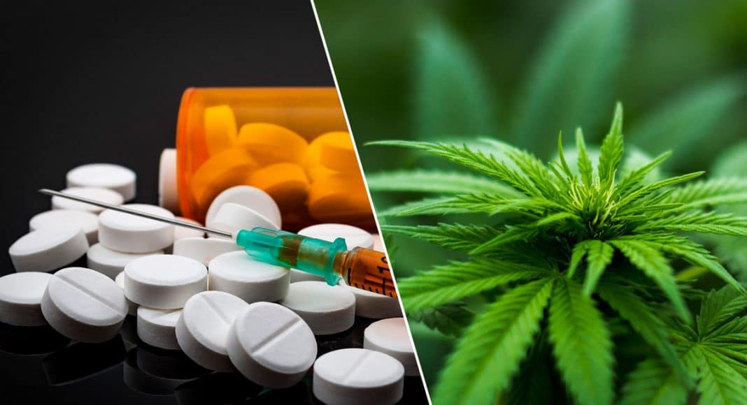 Study: Proof Cannabis Can Help The Nation's Opiate Problem