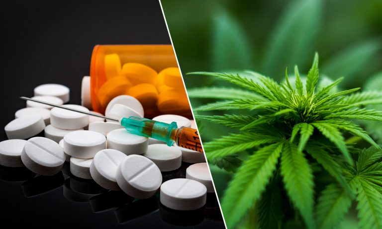 Study: Proof Cannabis Can Help The Nation’s Opiate Problem