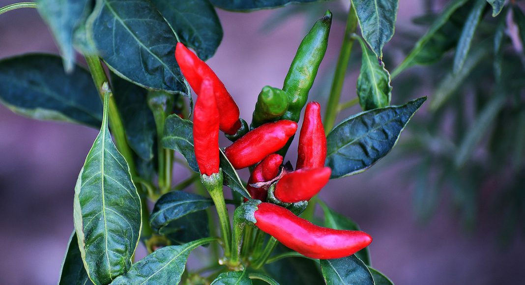 Hot Peppers Could Be Treatment For This Cannabis-Induced Syndrome