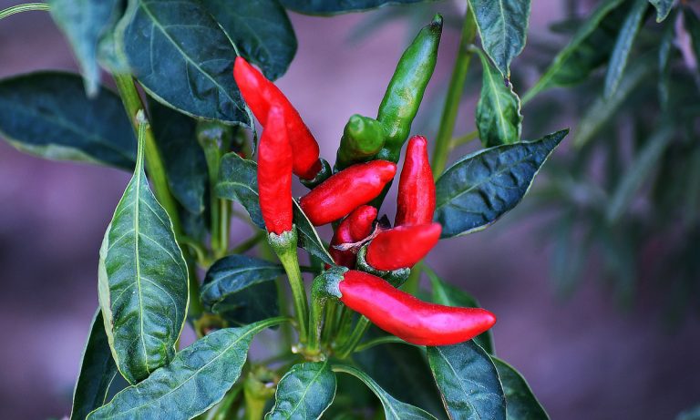 Hot Peppers Could Help This Cannabis-Induced Syndrome