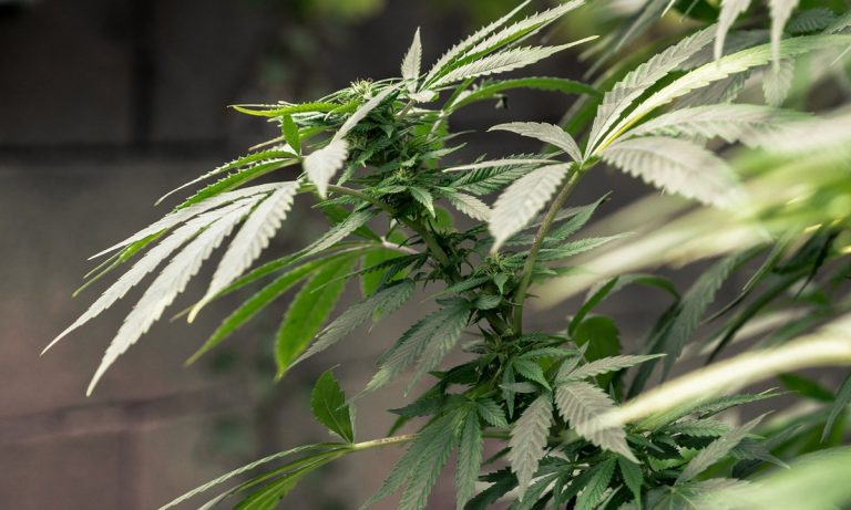 Koch Brothers Slam Jeff Sessions Regarding Legal Marijuana