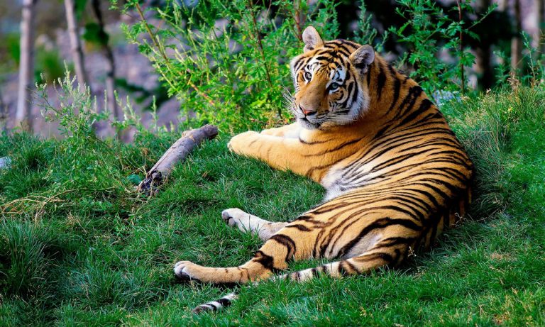 Standoff With Tiger Ends When Cops Realize It’s A Large Stuffed Animal