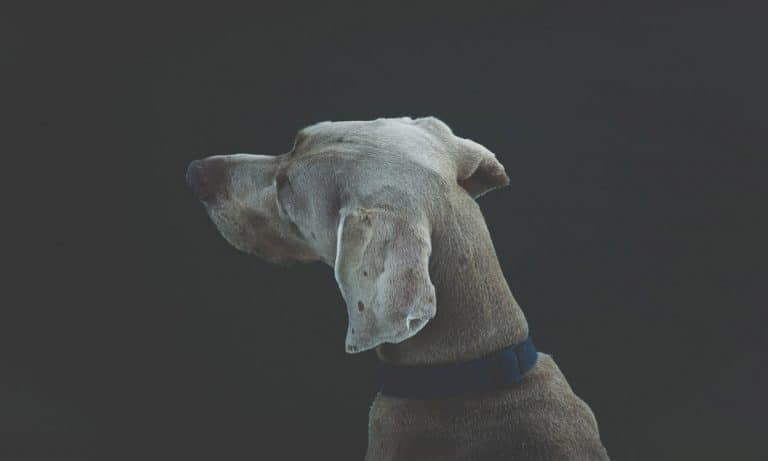 Dogs Are More Likely To Bite People With This Personality Trait