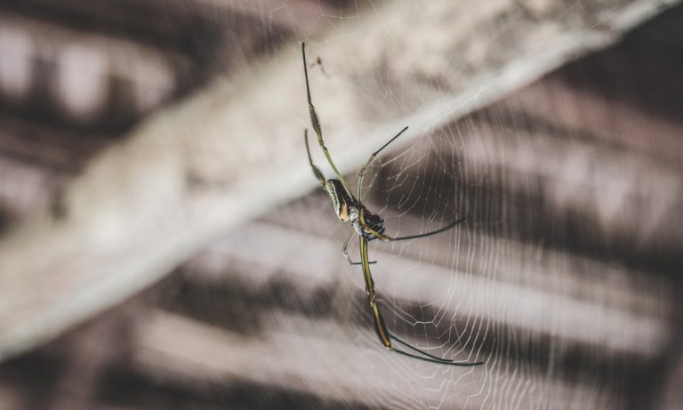 Study: Marijuana Can Help You Get Over Your Fear Of Anything