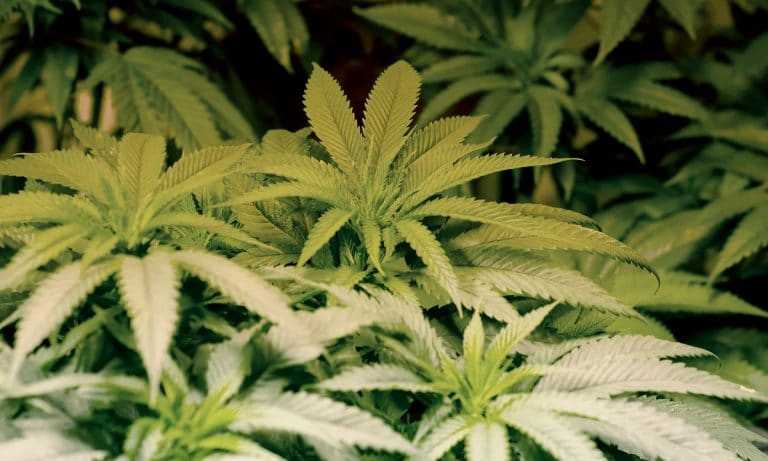 The Legal Cannabis Industry Brought In $9 Billion Last Year
