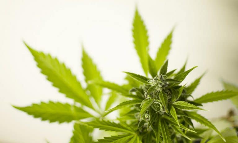 Why You Maybe Should Say ‘Cannabis’ And Not ‘Marijuana’