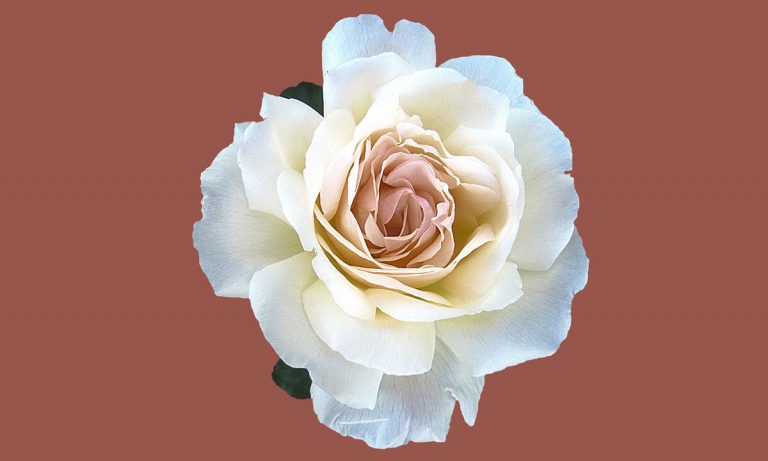 5 Things You Should Know About Your Vagina