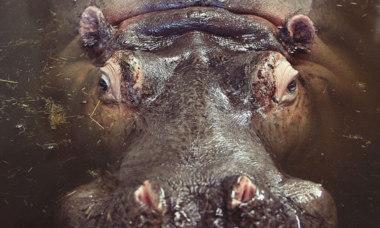 5 Exotic Animals The Queen Has Been Gifted