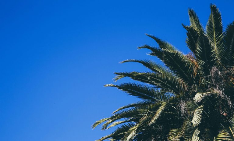 5 Things To Expect From California’s Gray Market Marijuana Crackdown